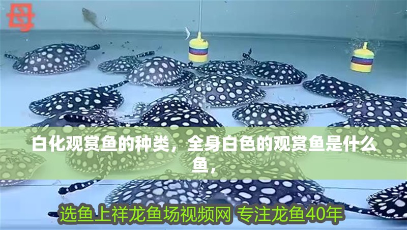 白化觀賞魚的種類，全身白色的觀賞魚是什么魚，