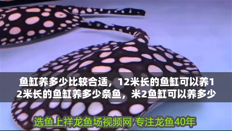魚缸養(yǎng)多少比較合適，12米長的魚缸可以養(yǎng)12米長的魚缸養(yǎng)多少條魚，米2魚缸可以養(yǎng)多少