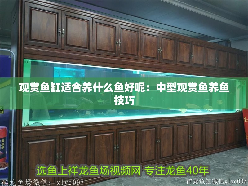 觀賞魚缸適合養什么魚好呢：中型觀賞魚養魚技巧