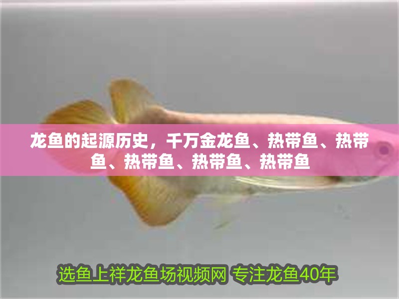 龍魚的起源歷史，千萬金龍魚、熱帶魚、熱帶魚、熱帶魚、熱帶魚、熱帶魚