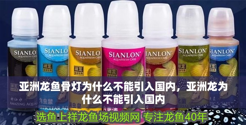 亞洲龍魚骨燈為什么不能引入國內，亞洲龍為什么不能引入國內