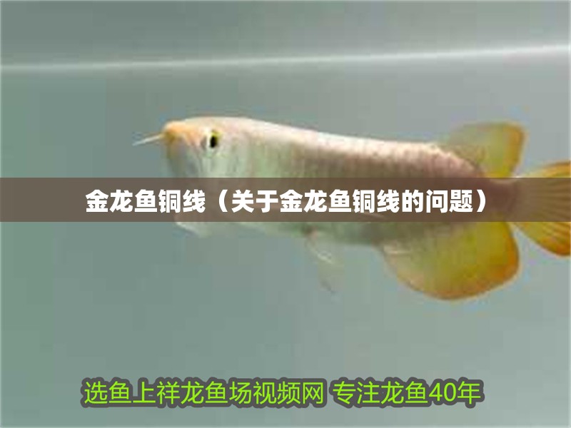 金龍魚銅線（關(guān)于金龍魚銅線的問題）