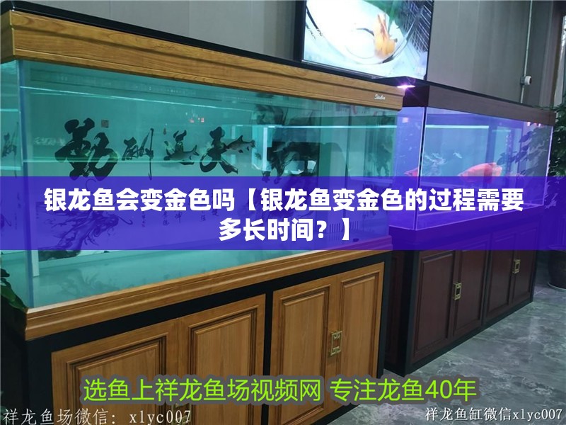 銀龍魚會變金色嗎【銀龍魚變金色的過程需要多長時間？】