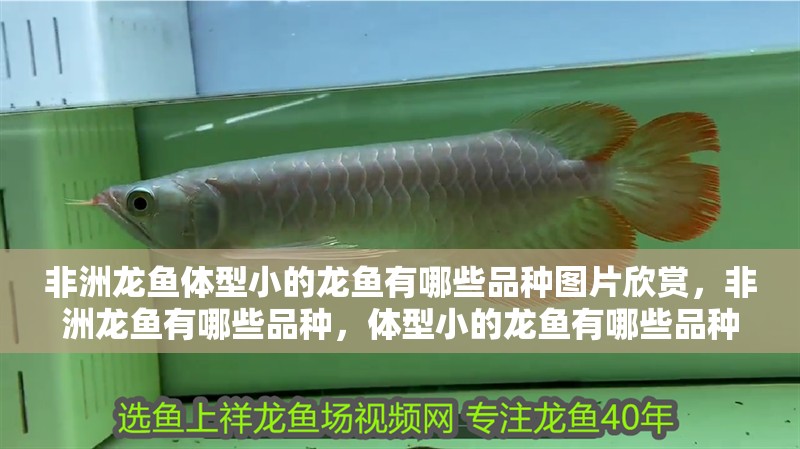 非洲龍魚體型小的龍魚有哪些品種圖片欣賞，非洲龍魚有哪些品種，體型小的龍魚有哪些品種？