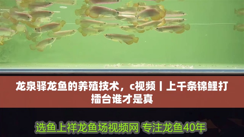 龍泉驛龍魚的養殖技術，c視頻丨上千條錦鯉打擂臺誰才是真