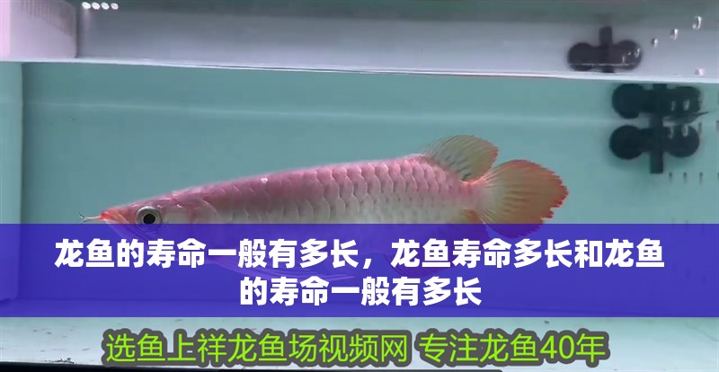 龍魚的壽命一般有多長，龍魚壽命多長和龍魚的壽命一般有多長 龍魚的壽命一般有多長，龍魚壽命多長和龍魚的壽命一般有多長 觀賞魚百科