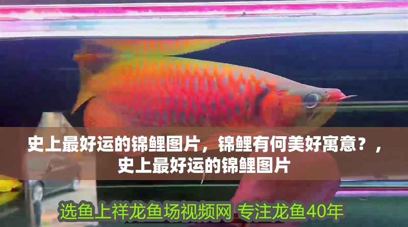 史上最好運的錦鯉圖片，錦鯉有何美好寓意？，史上最好運的錦鯉圖片