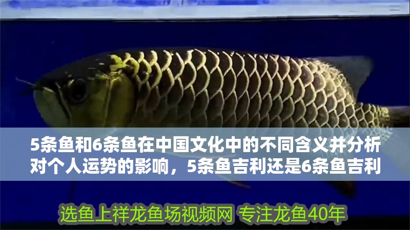 5條魚和6條魚在中國文化中的不同含義并分析對個人運勢的影響，5條魚吉利還是6條魚吉利