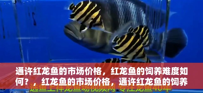 通許紅龍魚的市場(chǎng)價(jià)格，紅龍魚的飼養(yǎng)難度如何？，紅龍魚的市場(chǎng)價(jià)格，通許紅龍魚的飼養(yǎng)難度如何？