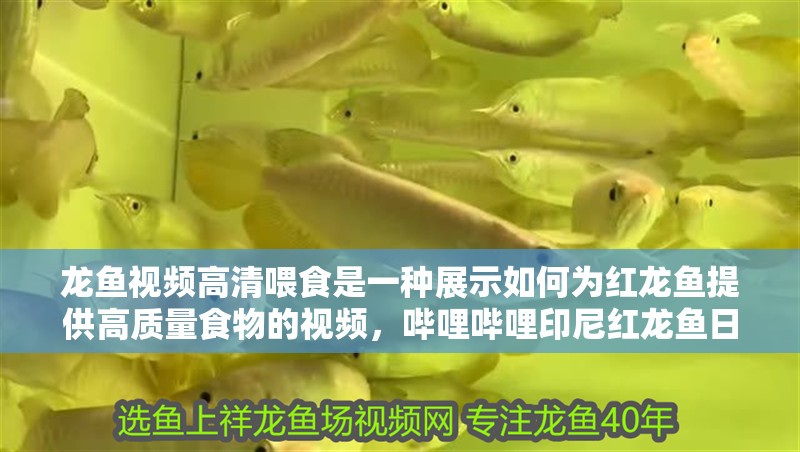 龍魚視頻高清喂食是一種展示如何為紅龍魚提供高質量食物的視頻，嗶哩嗶哩印尼紅龍魚日常喂食分享