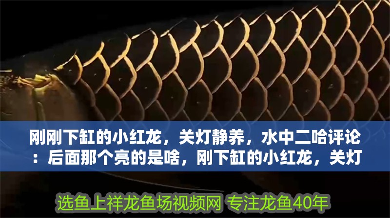 剛剛下缸的小紅龍，關(guān)燈靜養(yǎng)，水中二哈評(píng)論：后面那個(gè)亮的是啥，剛下缸的小紅龍，關(guān)燈靜養(yǎng)，水中二哈評(píng)論：后面那個(gè)亮的是啥