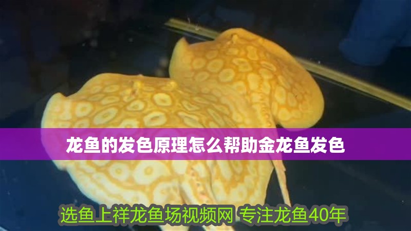 龍魚的發(fā)色原理怎么幫助金龍魚發(fā)色