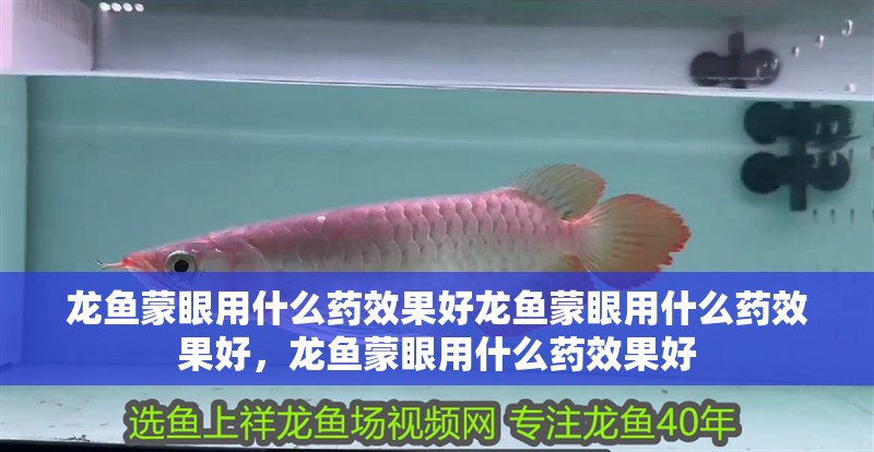 龍魚蒙眼用什么藥效果好龍魚蒙眼用什么藥效果好，龍魚蒙眼用什么藥效果好