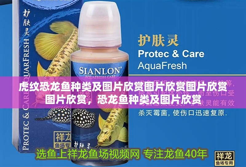 虎紋恐龍魚(yú)種類及圖片欣賞圖片欣賞圖片欣賞圖片欣賞，恐龍魚(yú)種類及圖片欣賞