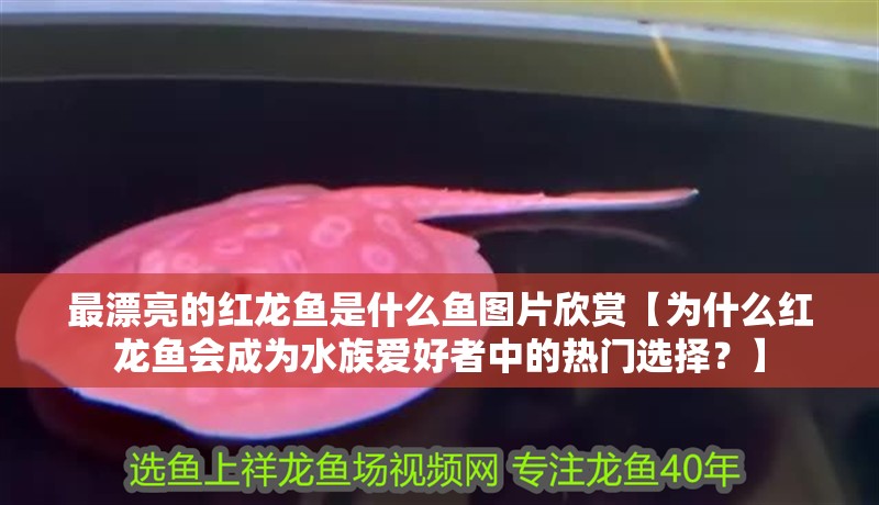 最漂亮的紅龍魚(yú)是什么魚(yú)圖片欣賞【為什么紅龍魚(yú)會(huì)成為水族愛(ài)好者中的熱門(mén)選擇？】