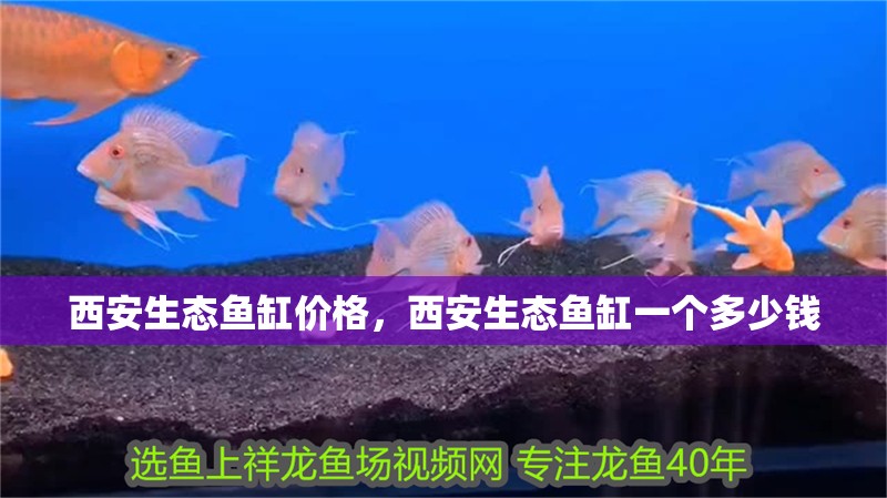 西安生態魚缸價格，西安生態魚缸一個多少錢 西安生態魚缸價格，西安生態魚缸一個多少錢 觀賞魚百科 第4張
