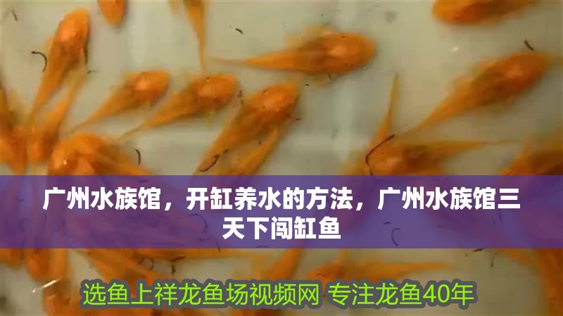 廣州水族館，開(kāi)缸養(yǎng)水的方法，廣州水族館三天下闖缸魚