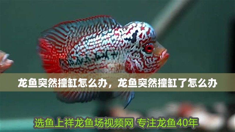 龍魚突然撞缸怎么辦，龍魚突然撞缸了怎么辦
