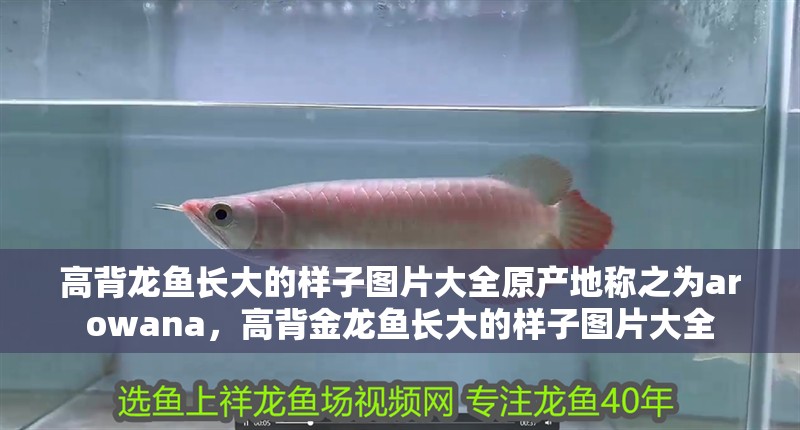 高背龍魚長大的樣子圖片大全原產地稱之為arowana，高背金龍魚長大的樣子圖片大全