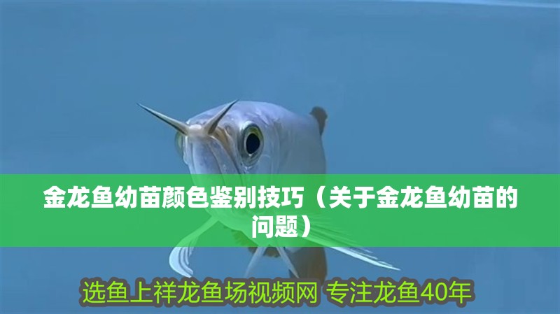 金龍魚幼苗顏色鑒別技巧（關于金龍魚幼苗的問題）