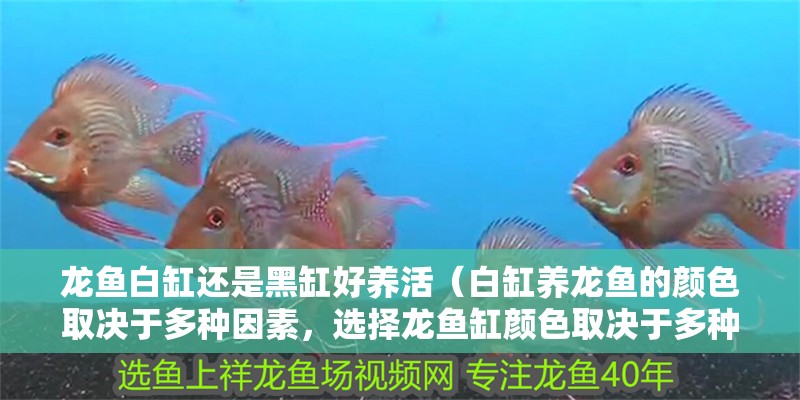 龍魚白缸還是黑缸好養活（白缸養龍魚的顏色取決于多種因素，選擇龍魚缸顏色取決于多種因素）