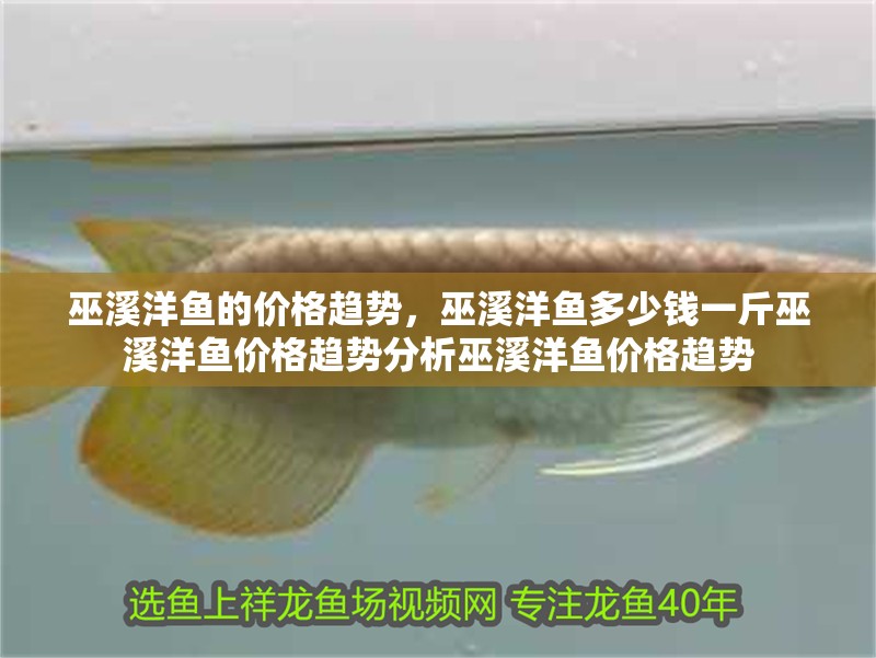 巫溪洋魚的價格趨勢，巫溪洋魚多少錢一斤巫溪洋魚價格趨勢分析巫溪洋魚價格趨勢