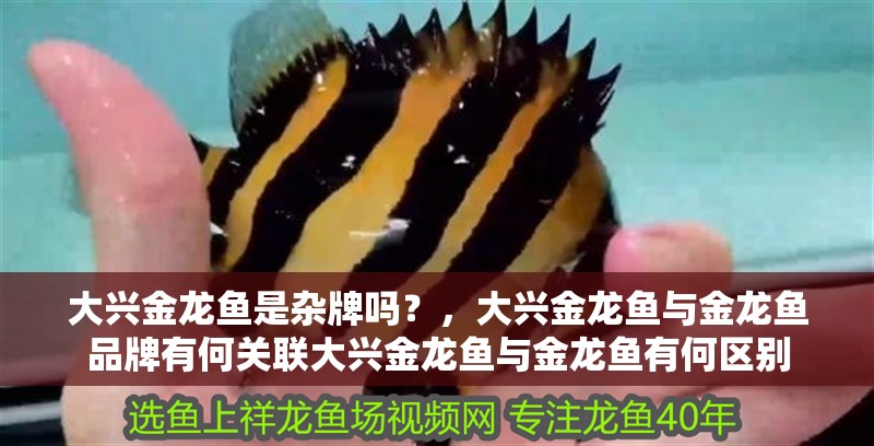 大興金龍魚是雜牌嗎？，大興金龍魚與金龍魚品牌有何關聯大興金龍魚與金龍魚有何區別