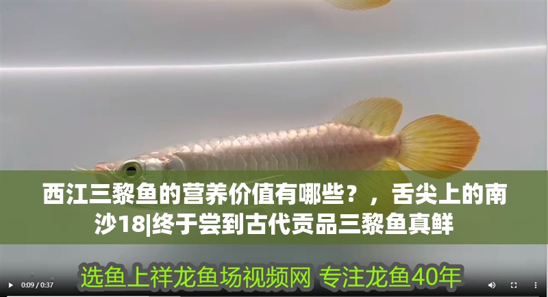 西江三黎魚的營養價值有哪些？，舌尖上的南沙18|終于嘗到古代貢品三黎魚真鮮