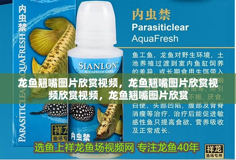 龍魚翹嘴圖片欣賞視頻，龍魚翹嘴圖片欣賞視頻欣賞視頻，龍魚翹嘴圖片欣賞