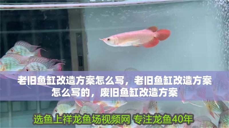 老舊魚缸改造方案怎么寫，老舊魚缸改造方案怎么寫的，廢舊魚缸改造方案
