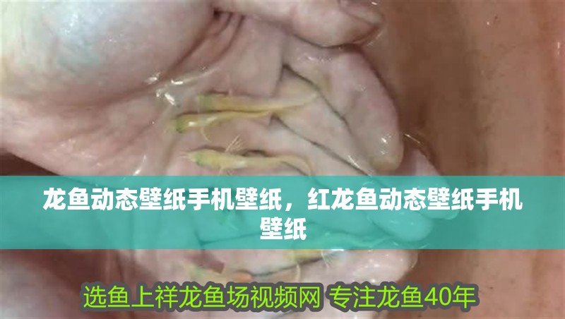 龍魚動(dòng)態(tài)壁紙手機(jī)壁紙，紅龍魚動(dòng)態(tài)壁紙手機(jī)壁紙 龍魚動(dòng)態(tài)壁紙手機(jī)壁紙，紅龍魚動(dòng)態(tài)壁紙手機(jī)壁紙 觀賞魚百科 第2張