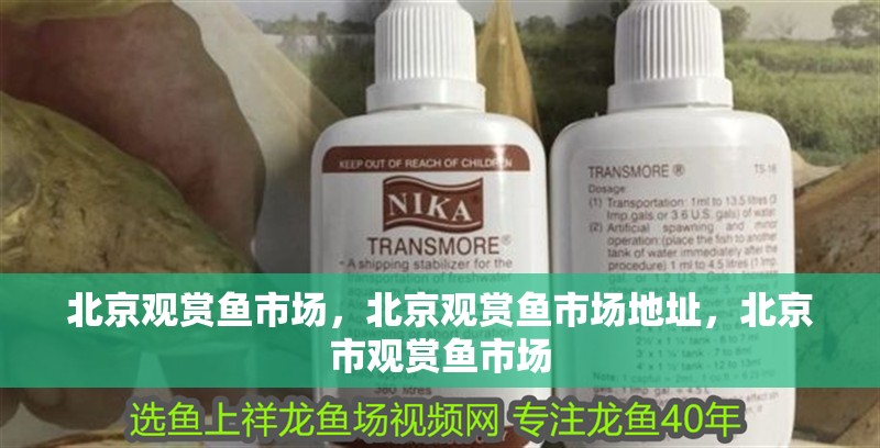 北京觀賞魚市場，北京觀賞魚市場地址，北京市觀賞魚市場