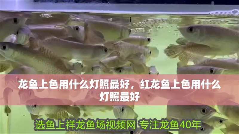 龍魚(yú)上色用什么燈照最好，紅龍魚(yú)上色用什么燈照最好 龍魚(yú)上色用什么燈照最好，紅龍魚(yú)上色用什么燈照最好 觀(guān)賞魚(yú)百科