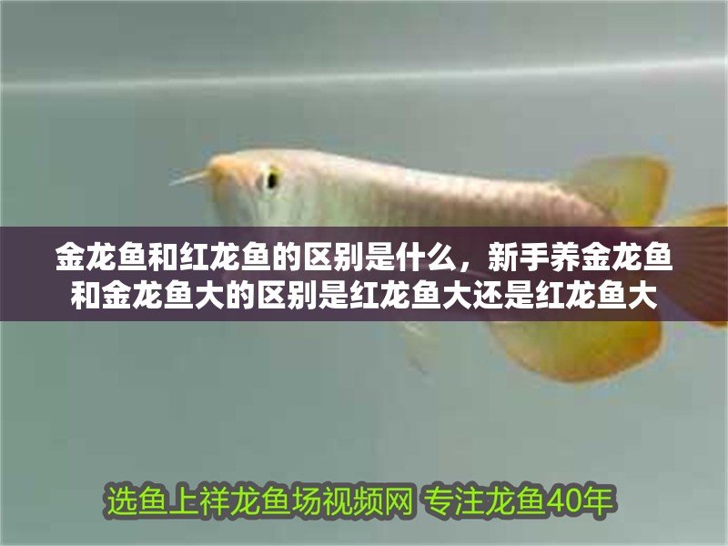 金龍魚和紅龍魚的區(qū)別是什么，新手養(yǎng)金龍魚和金龍魚大的區(qū)別是紅龍魚大還是紅龍魚大