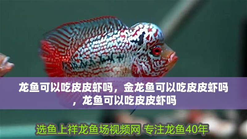龍魚可以吃皮皮蝦嗎，金龍魚可以吃皮皮蝦嗎，龍魚可以吃皮皮蝦嗎