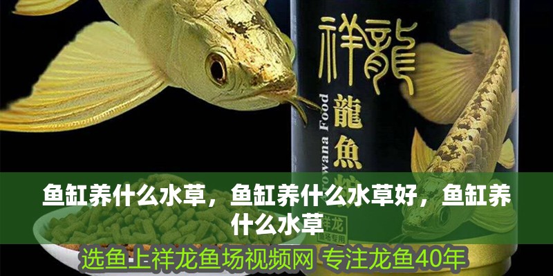 魚缸養(yǎng)什么水草，魚缸養(yǎng)什么水草好，魚缸養(yǎng)什么水草