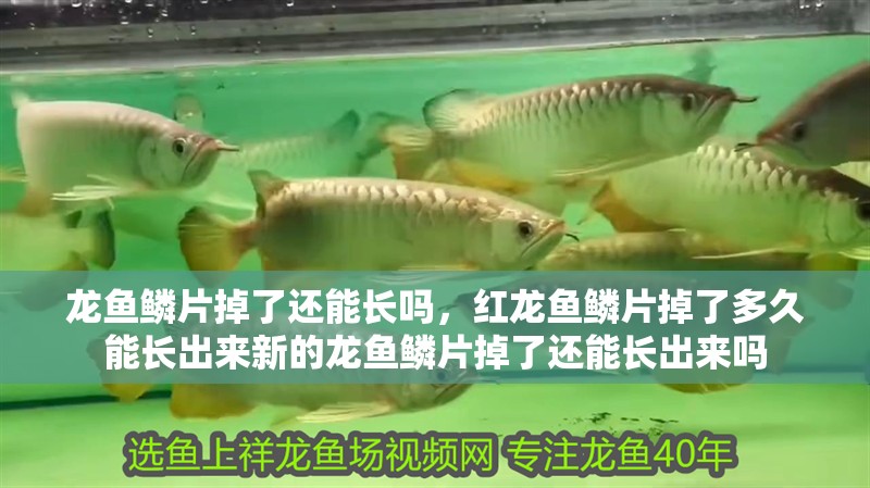 龍魚鱗片掉了還能長嗎，紅龍魚鱗片掉了多久能長出來新的龍魚鱗片掉了還能長出來嗎