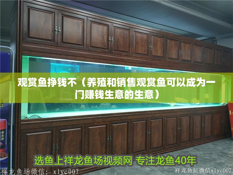 觀賞魚掙錢不（養殖和銷售觀賞魚可以成為一門賺錢生意的生意）