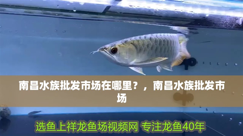 南昌水族批發(fā)市場(chǎng)在哪里？，南昌水族批發(fā)市場(chǎng)
