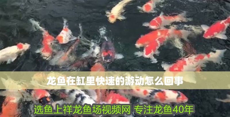 龍魚在缸里快速的游動怎么回事