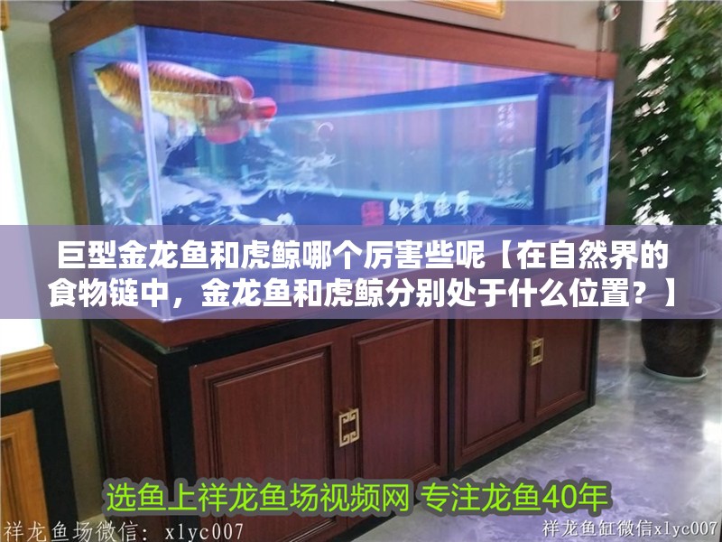 巨型金龍魚和虎鯨哪個厲害些呢【在自然界的食物鏈中，金龍魚和虎鯨分別處于什么位置？】