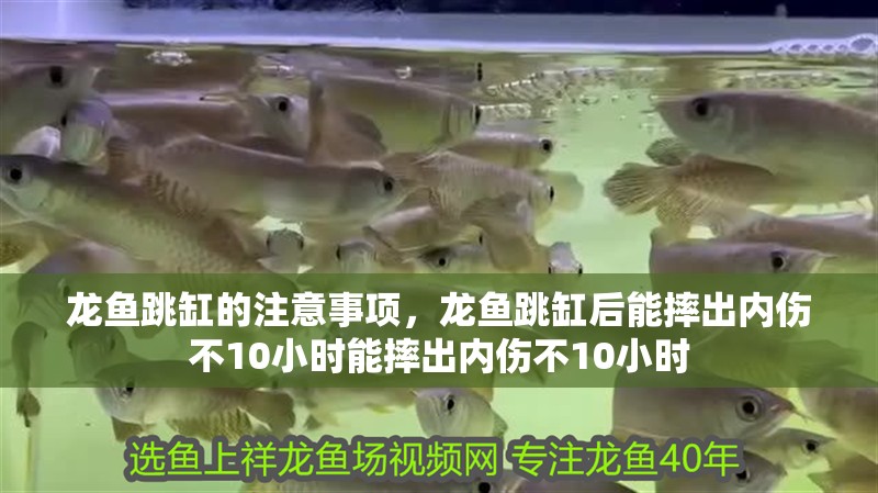龍魚跳缸的注意事項，龍魚跳缸后能摔出內(nèi)傷不10小時能摔出內(nèi)傷不10小時
