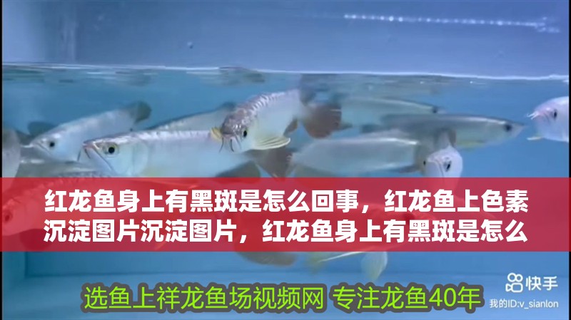 紅龍魚身上有黑斑是怎么回事，紅龍魚上色素沉淀圖片沉淀圖片，紅龍魚身上有黑斑是怎么回事