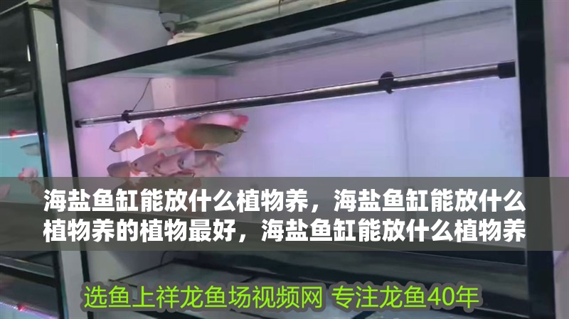 海鹽魚缸能放什么植物養，海鹽魚缸能放什么植物養的植物最好，海鹽魚缸能放什么植物養