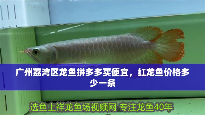 廣州荔灣區(qū)龍魚拼多多買便宜，紅龍魚價(jià)格多少一條