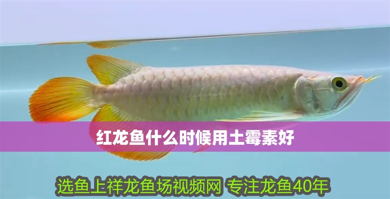 紅龍魚什么時候用土霉素好