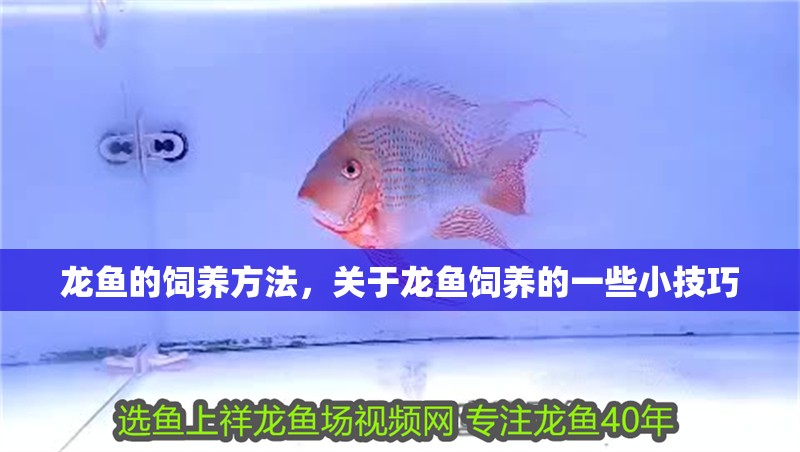 龍魚的飼養方法，關于龍魚飼養的一些小技巧