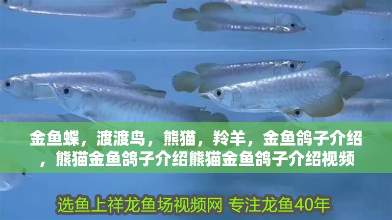 金魚蝶，渡渡鳥，熊貓，羚羊，金魚鴿子介紹，熊貓金魚鴿子介紹熊貓金魚鴿子介紹視頻