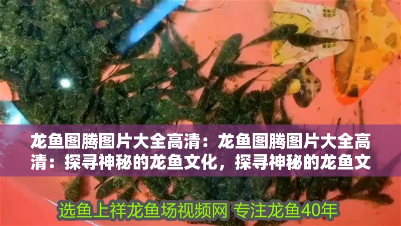 龍魚圖騰圖片大全高清：龍魚圖騰圖片大全高清：探尋神秘的龍魚文化，探尋神秘的龍魚文化