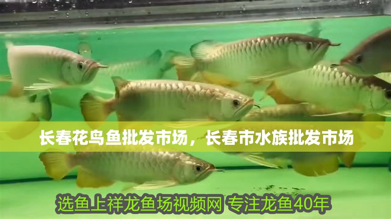 長春花鳥魚批發市場，長春市水族批發市場